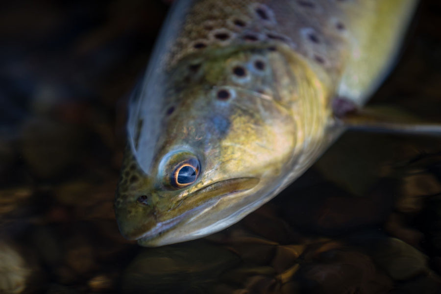 yellow-dog-flyfish Fly Fishing the East Gallatin River.