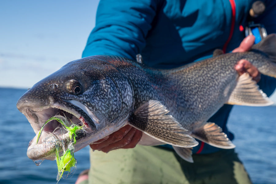 yellow-dog-flyfish Canada: Plummer’s Great Bear Lake/Tree River Outpost Combination Trip – Last Minute Opening.