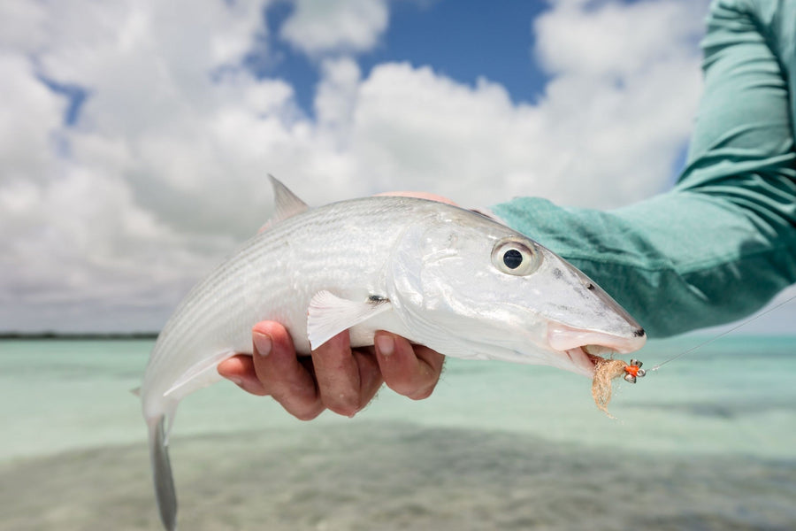 yellow-dog-flyfish October, 2023: 20% Discount on Pesca Maya Packages for 2023-2024.