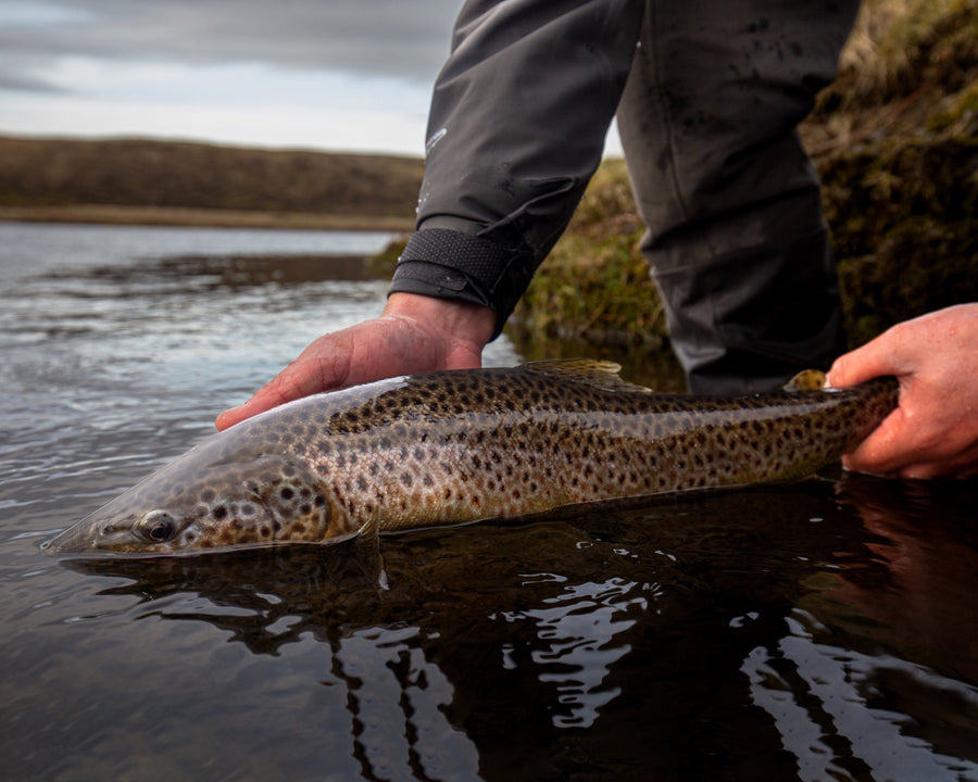 yellow-dog-flyfish Fly Fishing in Iceland: Frequently Asked Questions, Tips, & Gear.