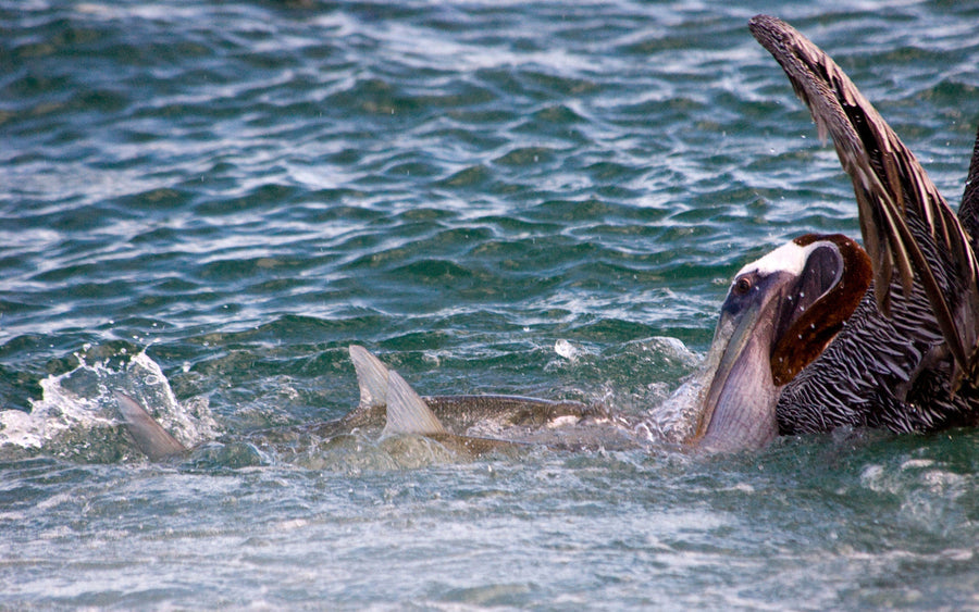 What's The Deal With Venezuela and Los Roques?