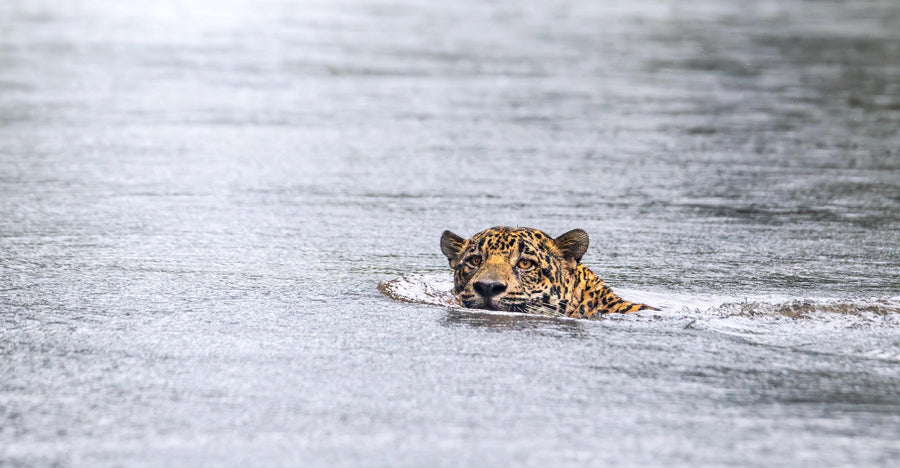 Jaguars and the Jungle Tarpon Reserve
