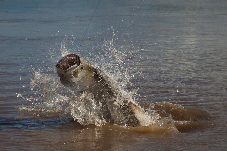 yellow-dog-flyfish Costa Rica: Jungle Tarpon Reserve Availability & Trip Promotion.