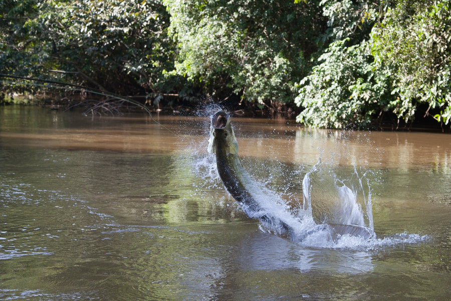 yellow-dog-flyfish 2024 & 2025 Jungle Tarpon Reserve Promotion.