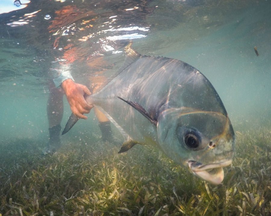yellow-dog-flyfish The Best Destinations For Your First Saltwater Fly Fishing Trip.