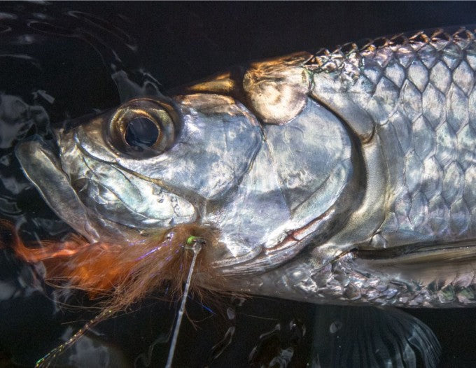 yellow-dog-flyfish Mexico: Fly Fishing Tabasco Trip Report.