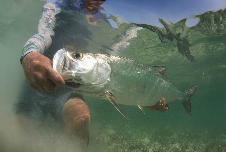 yellow-dog-flyfish Trip Report From This Year's Cuba Winner!.