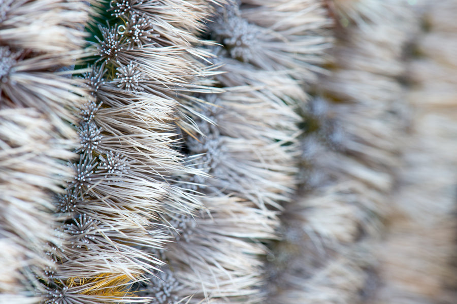 yellow-dog-flyfish Top 5 Spruce Moth Flies.