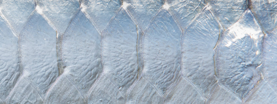 yellow-dog-flyfish The Top Seven Tarpon Flies.