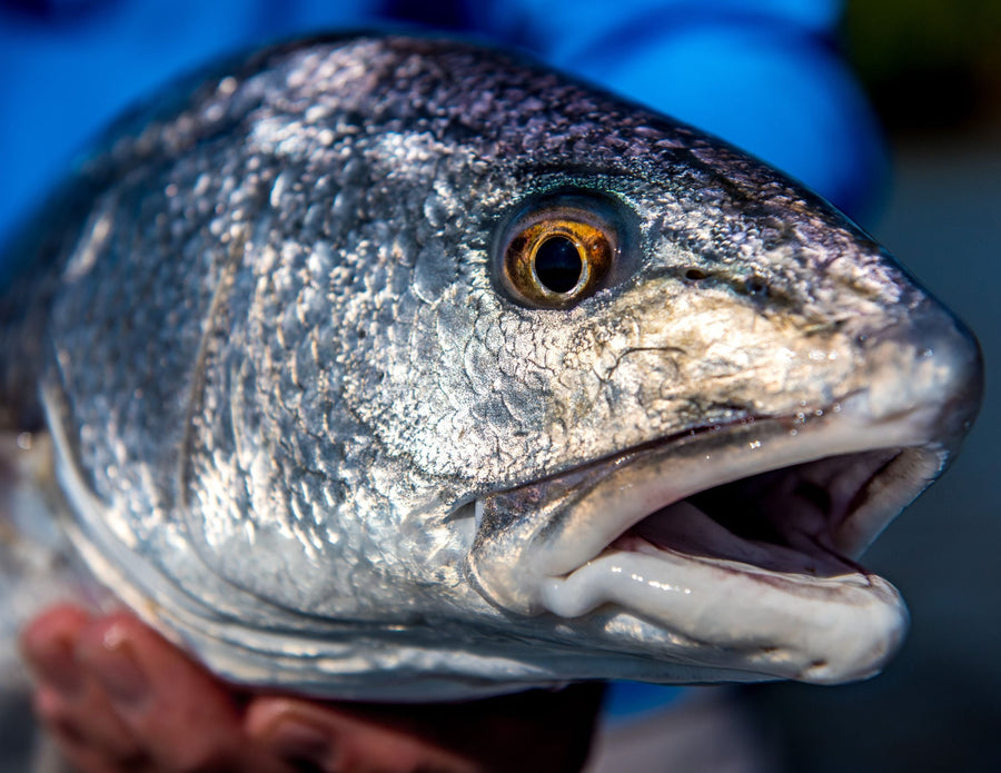 yellow-dog-flyfish LOUISIANA: SOMETIMES IT PAYS TO FORGET THE FORECAST.