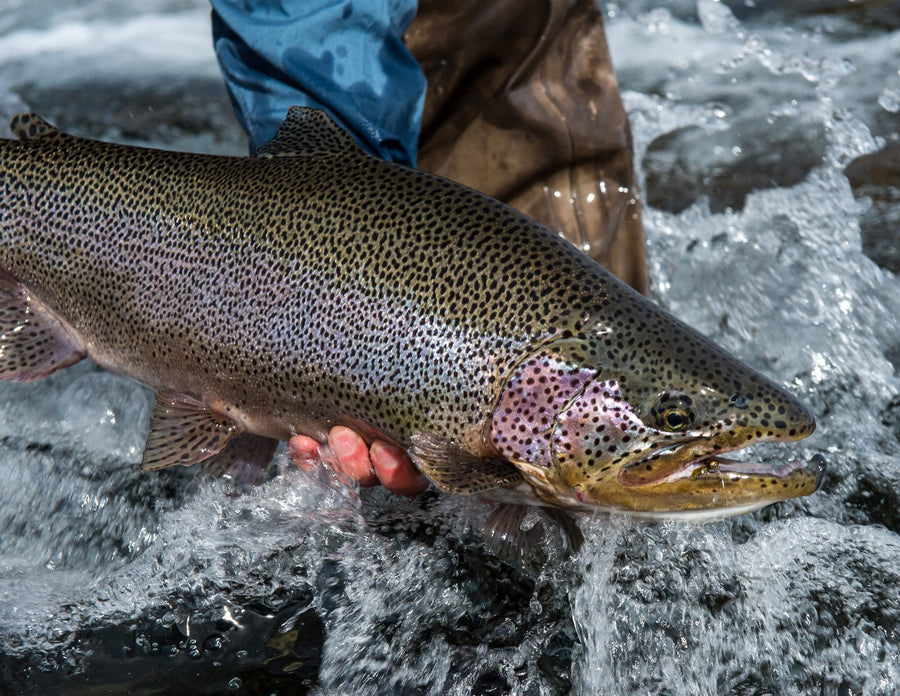 yellow-dog-flyfish November, 2023: Estancia Laguna Verde Client Trip Recap.