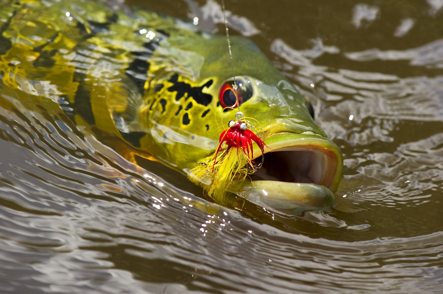 40% Off Last-Minute South American Fly Fishing Trips