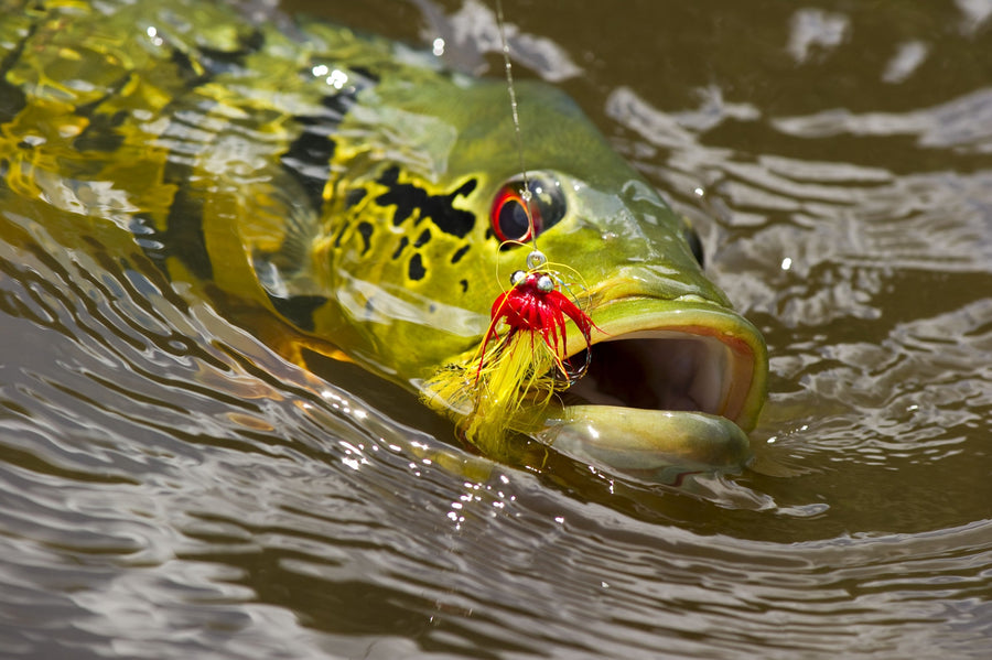 yellow-dog-flyfish 40% Off Last-Minute South American Fly Fishing Trips.