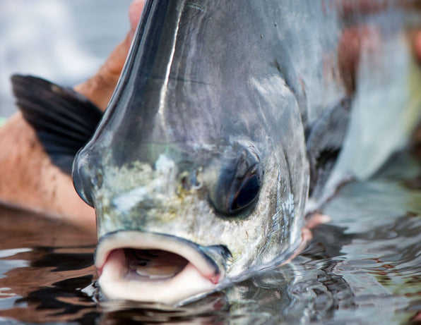 The 16 Rules of How to Feed a Permit