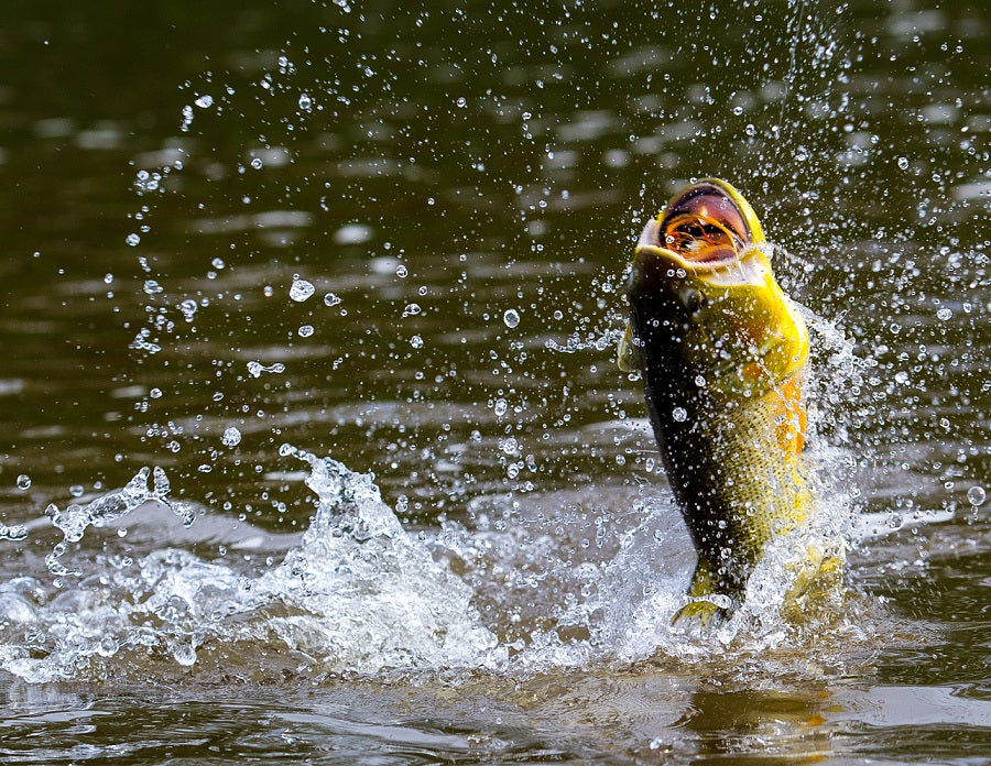 yellow-dog-flyfish The Best Fly Fishing for Golden Dorado in The World.