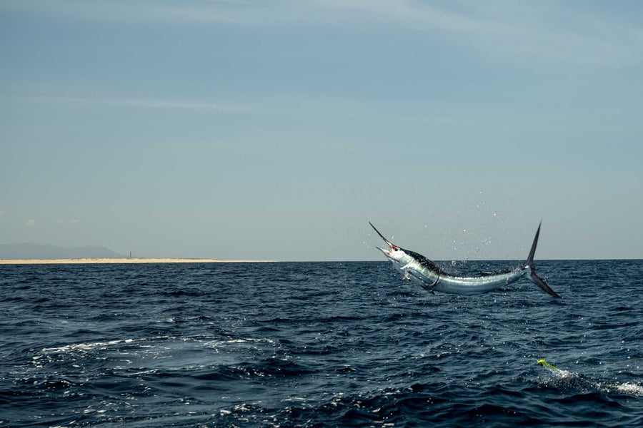 yellow-dog-flyfish Crocodile Bay Resort Featured in Marlin Mag.