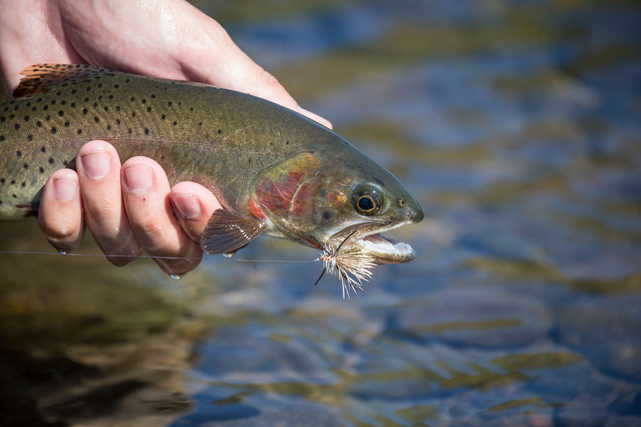 yellow-dog-flyfish Fly Fishing Hyalite Creek.