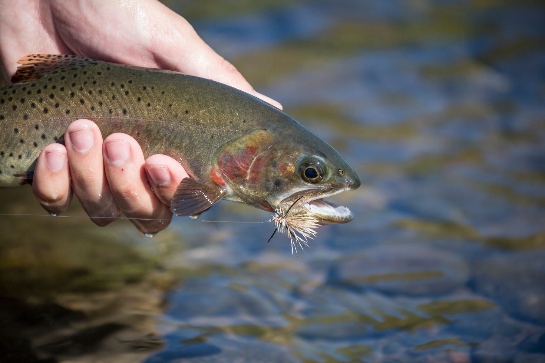 articles/McGlothlin_Absaroka_Beartooth_YD-19-1_59c6cbe6-2faf-4fce-a3d2-af100c6a1689.jpg
