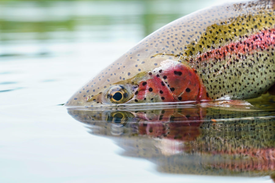 yellow-dog-flyfish August 2025 Client Trip Recap: Bear Trail Lodge.