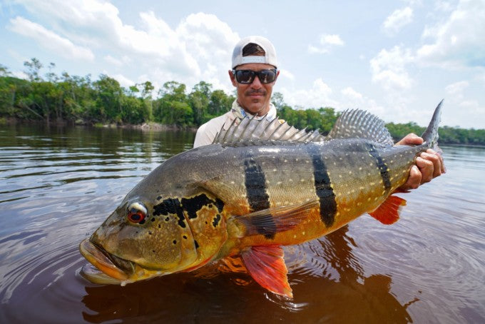 yellow-dog-flyfish Brazil: Pirarucu and Rio Marie Trip Report October 2022.
