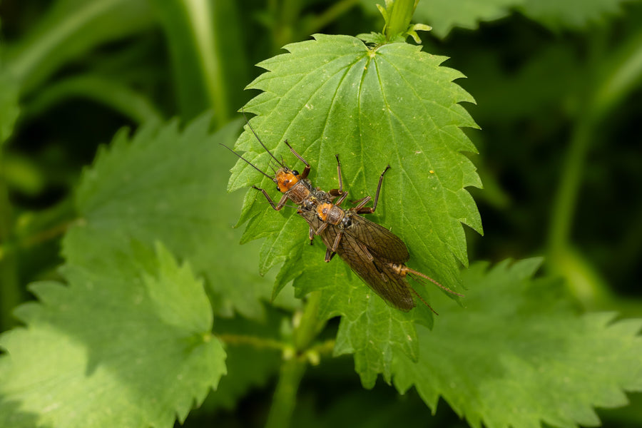 yellow-dog-flyfish Golden Stonefly Hatch | Timing, Tactics & Top Flies.
