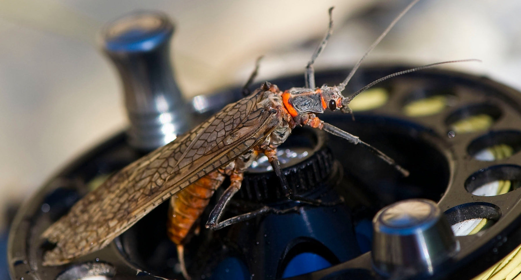 articles/STONEFLIES-1_7d7fc2c4-7c71-425d-b939-19376166e6bf.jpg