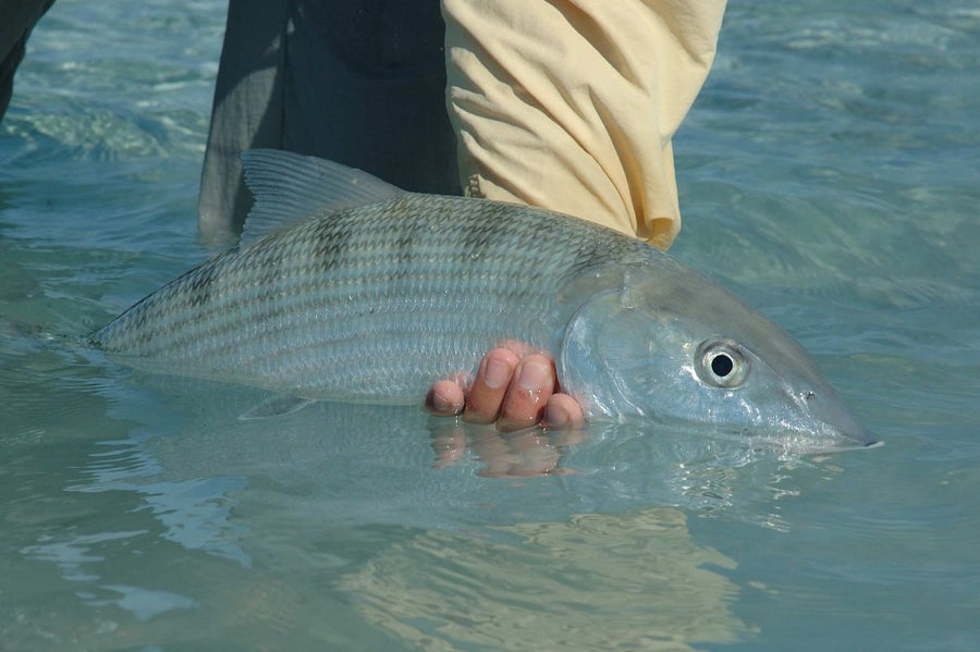 Targeting Trophy Bonefish in The Bahamas During the Winter Season