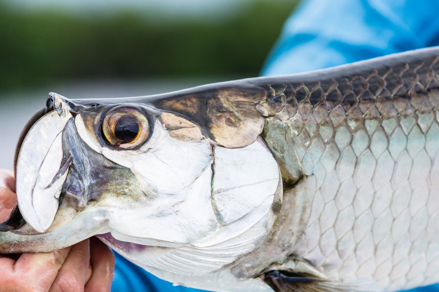 Where to Go Fly Fishing For Permit and Tarpon in The Bahamas
