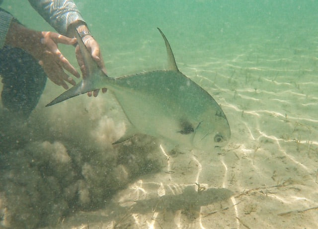 yellow-dog-flyfish Mexico: XFlats Trip Report September 2022.