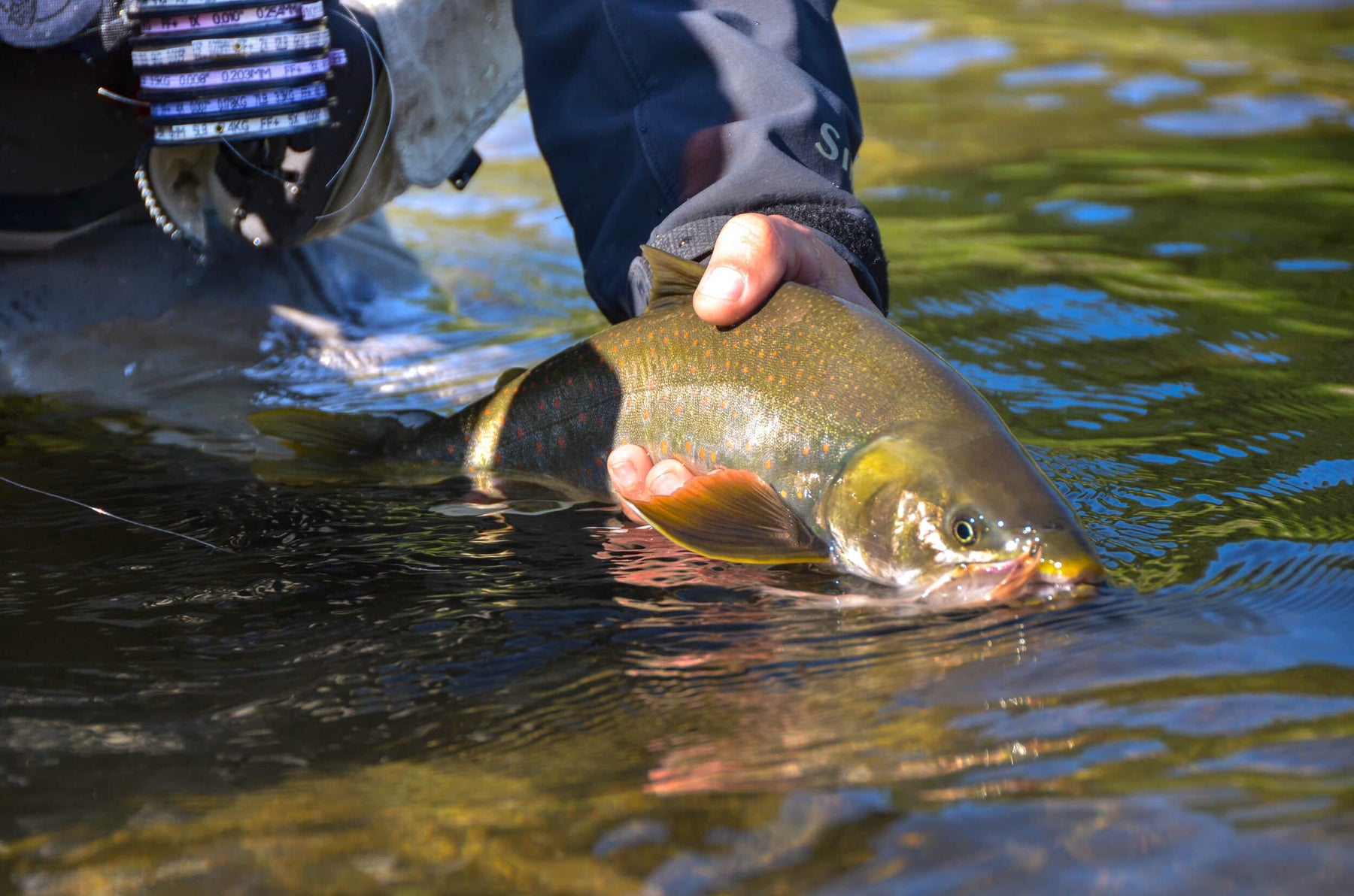 6 Popular Alaska Fish Species to Catch on the Fly