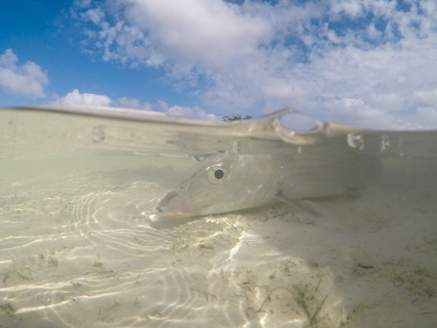 yellow-dog-flyfish Breaking News: The Bahamas Eliminates Testing Requirements for Unvaccinated Travelers.