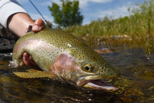 7 Favorite Flies For Spring Trout Fishing