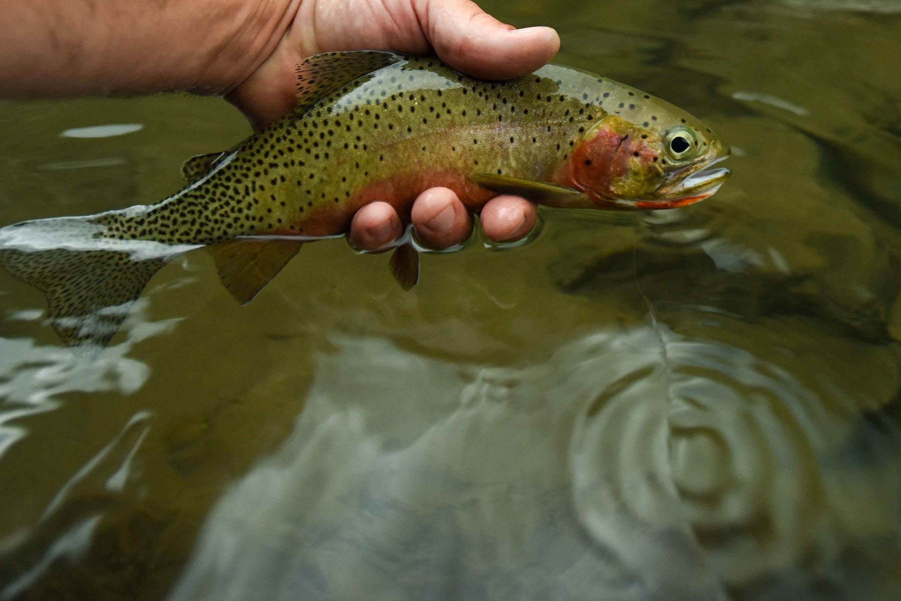 Salmon Dropper Rig Top 5 Dry Dropper Rigs | Yellow Dog Flyfishing