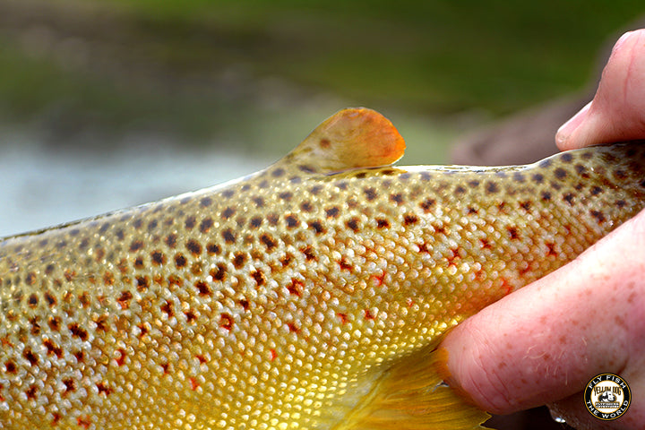 yellow-dog-flyfish ADMIRING FISH | A STUDY OF BROWN TROUT.