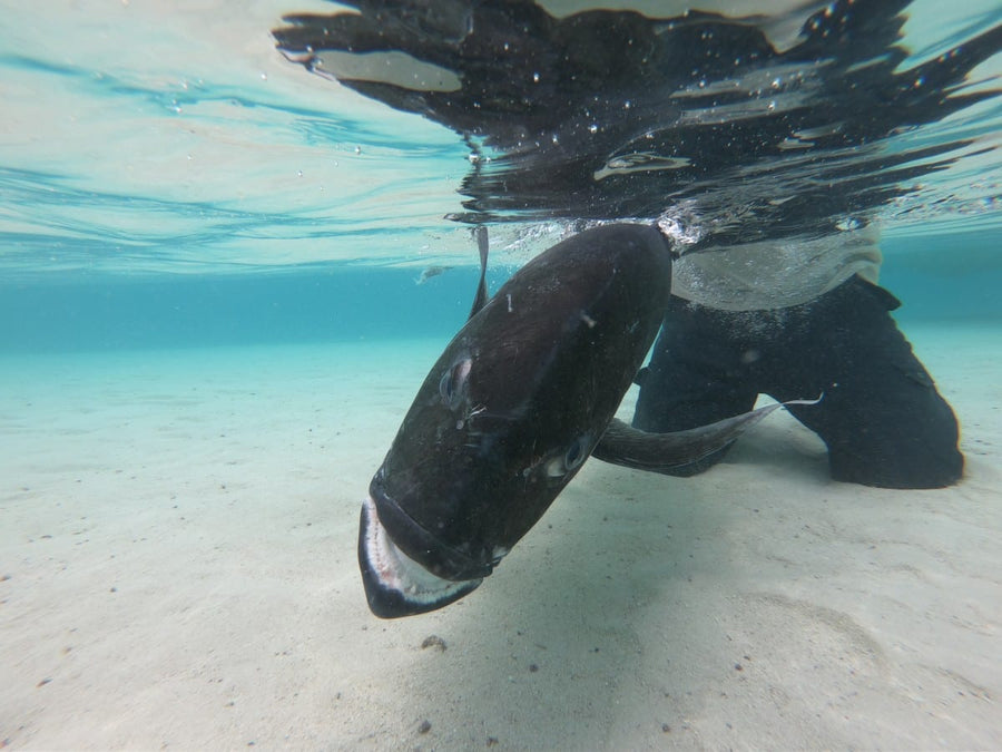 yellow-dog-flyfish Cooks Islands: March 2019 Trip Report.