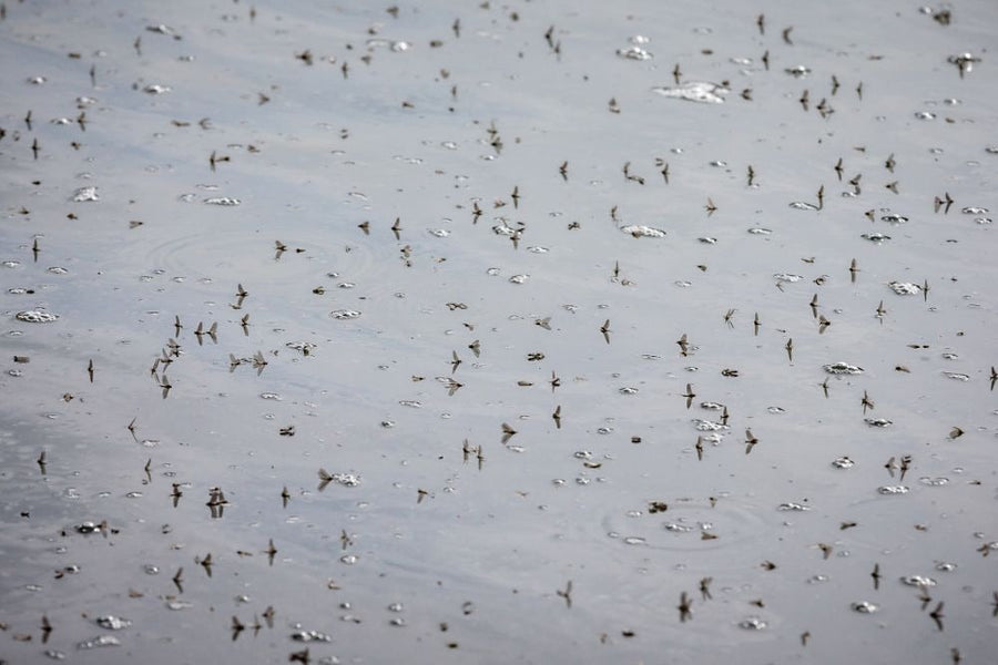 yellow-dog-flyfish The Top 12 Blue-Winged Olive/BWO Flies.
