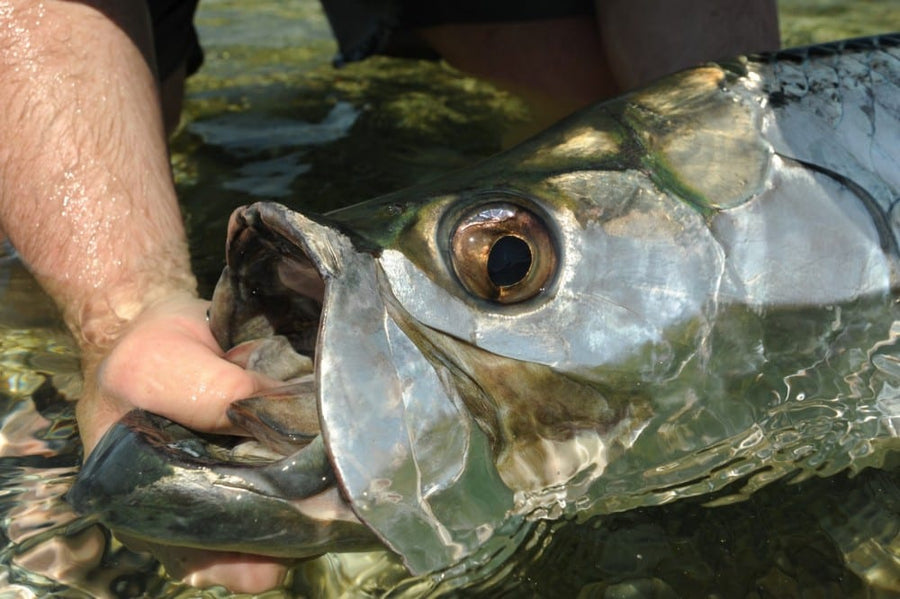 yellow-dog-flyfish U.S. AND CUBA RELATIONS: BUSINESS AND FLIGHT UPDATES.