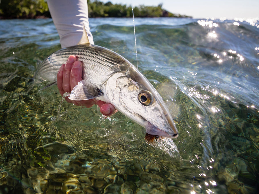 yellow-dog-flyfish TEAM YELLOW DOG TAKES 1ST PLACE IN BELIZE TOURNAMENT.