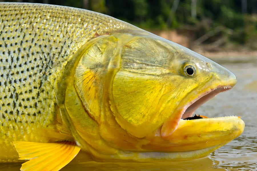yellow-dog-flyfish ON THE HUNT FOR DORADO WITH PLUMA LODGE.