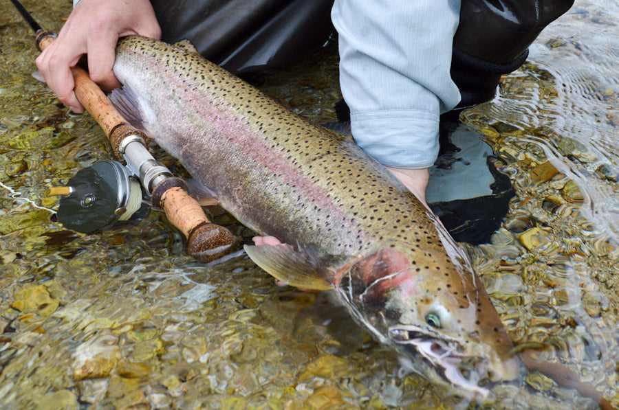 yellow-dog-flyfish TONGASS STEEL – TRIP RECAP.