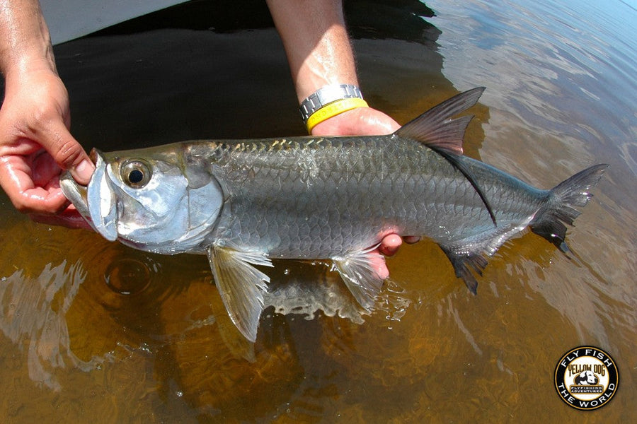 yellow-dog-flyfish STEVE JENSEN | FLYFISHER MAGAZINE | CAMPECHE'S BABY TARPON.
