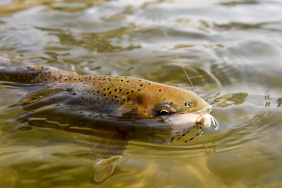 yellow-dog-flyfish TRIP REPORT - MIDDLE FORK OF THE SALMON RIVER.