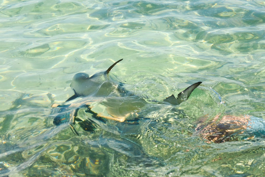 yellow-dog-flyfish PHOTO ESSAY: ASCENSION BAY PERMIT TOURNAMENT.