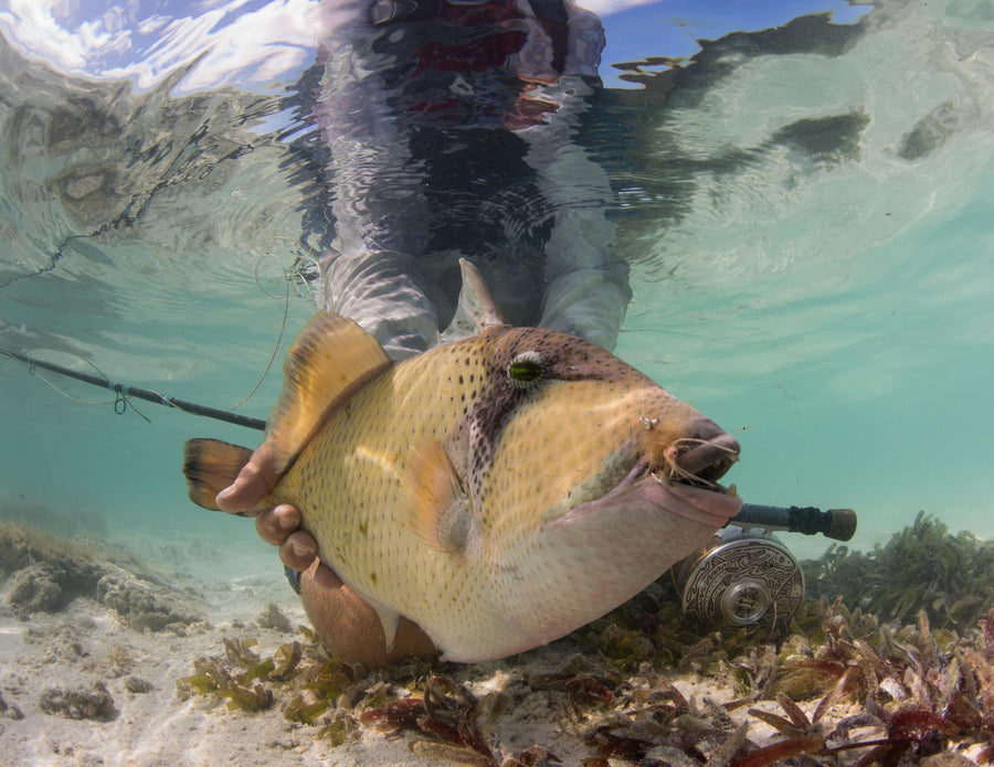 Inaugural Christmas Island Triggerfish Invitational