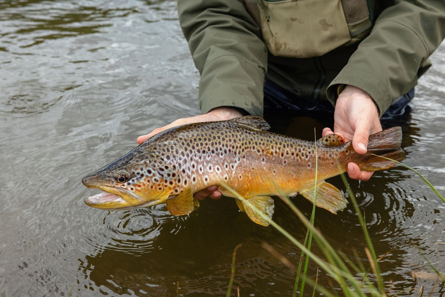 yellow-dog-flyfish Choosing a Fly Rod: The 6-Weight.