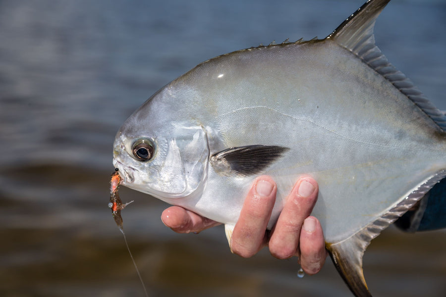 yellow-dog-flyfish Top 5 Spots For Your First, or Subsequent, Permit.