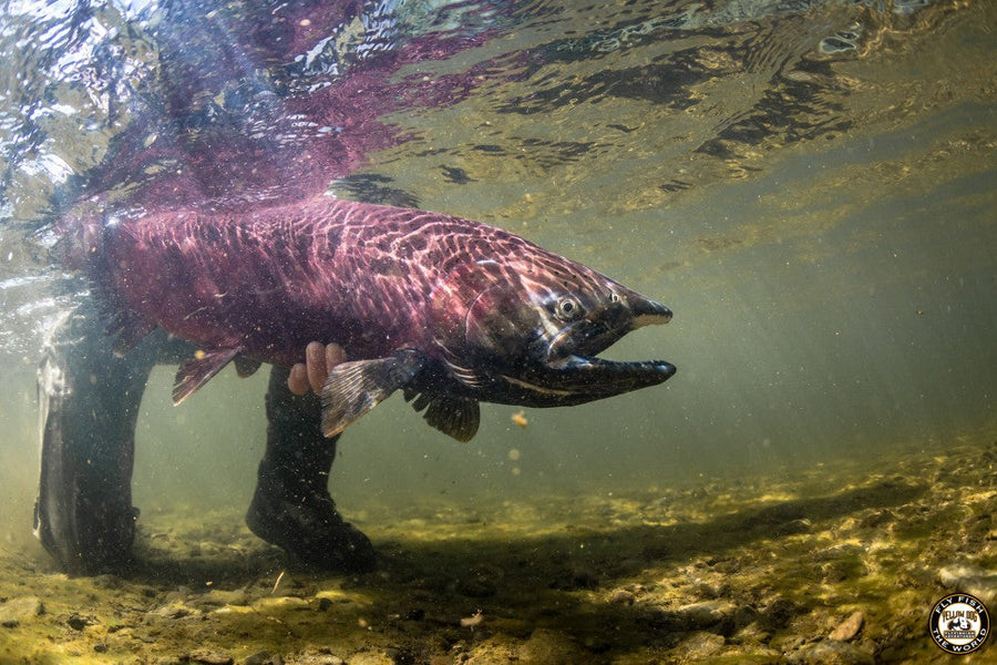 yellow-dog-flyfish TOM & BRYAN’S ALASKAN SUMMER ADVENTURE  PT 1 : THE EGORF CAMP, BRISTOL BAY.
