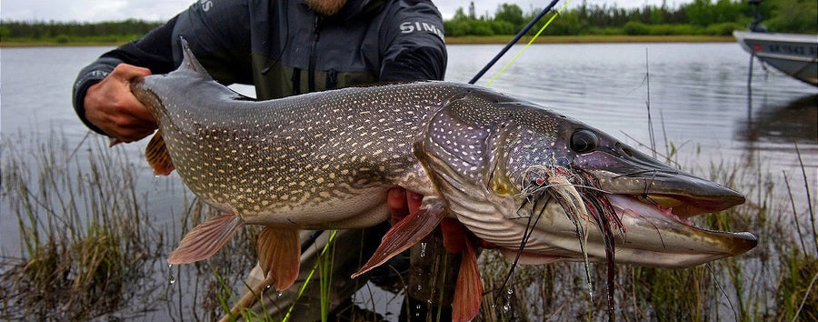 yellow-dog-flyfish June 2024 Client Trip Report: Midnight Sun Trophy Pike.