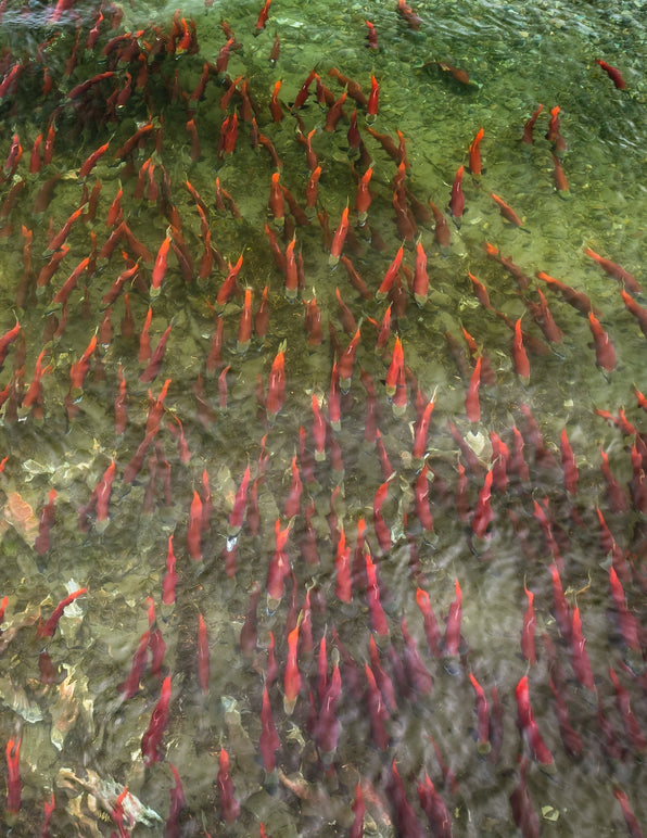 yellow-dog-flyfish Alaska Fly Fishing Gear Guide: Everything You Need.