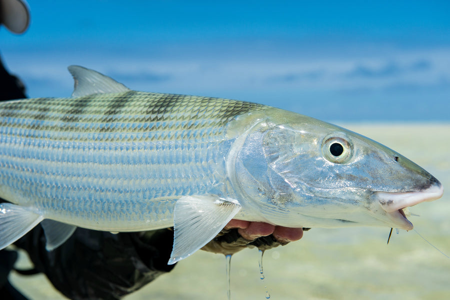 How to Safely Handle Bonefish